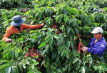 Makita EJ2651WHG Máy thu hoạch cà phê chạy xăng(25.4ml/